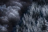 The wood in white