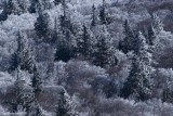 The wood in white