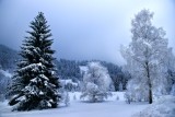 The great Fir Trees
