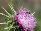Park-Afek_14-3-2013 (86).JPG