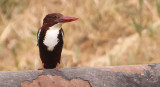 Kfar-Bialik_8-4-2013.JPG