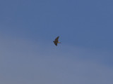 Stensvala - American Cliff Swallow (Petrochelidon pyrrhonota)