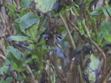 Guldvingad skogssångare - Golden-winged Warbler (Vermivora chrysoptera)