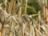 Dickcissel - Dickcissel (Spiza americana)