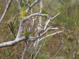 Tennesseeskogssångare - Tennessee Warbler (Oreothlypis peregrina)