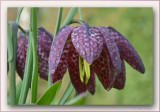 Frittilaria