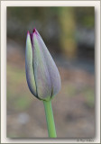 tulip
