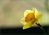 Yellow daffodil in September