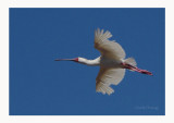 African Spoonbill