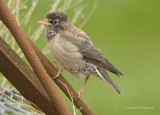 Rose-coloured Starling - Pastor rosea