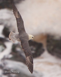 Fulmar