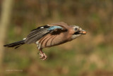 Jay