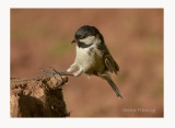 Coal Tit