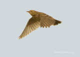 Tree Pipit