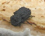 Forked fungus beetle (Bolitotherus cornutus) , female, on a polypore fungus