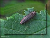 Metallic wood-boring beetle (Buprestid)