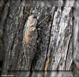 Metallic wood-boring beetle (Dicerca?)