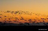 DSC_0904.JPG