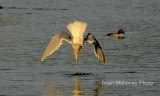 DSC_0516.JPG