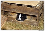 DSC06923-fullhouse-sm.JPG