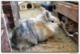 a77-7980-urmelchen&knopf-sm.JPG