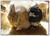DSC08156-knopf&lilli-sm.JPG