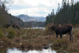Orignaux / Moose