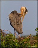 great blue heron preening.jpg