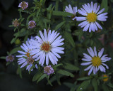 Aster