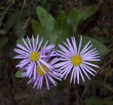 Aster