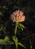 Clover, European Red