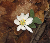 Bloodroot