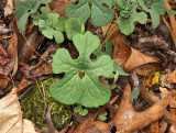 Bloodroot