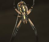 Male, ventral
