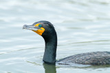Double-crested Cormorant