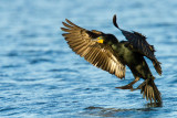 Double-crested Cormorant