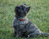 ABBI