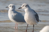 laughing gull plum island