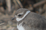 Semi? makes one wonder...., if this bird was photographed in Europe what would it be? -Sandy Point Plum Island