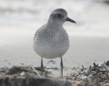 Black-bellied Plover Plum Island