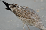 2nd yr lesser black backed gull captiva beach