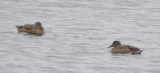 hybrid mallard? Lewis lake