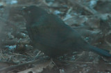 late common grackle wilmington