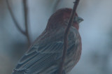 interesting house finch wilmington, note slight hook on bill reddish back