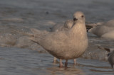 iceland ( kumlien's) revere beach