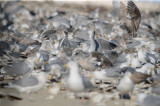 feasting on clams washed up from Nemo revere beach