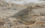 american pipit revere beach