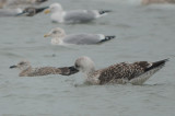 LBBG? revere beach