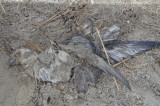 northern fulmar? dead from Nemo most likley revere beach