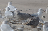 nice! large gull, potential for other than Herring, but what?